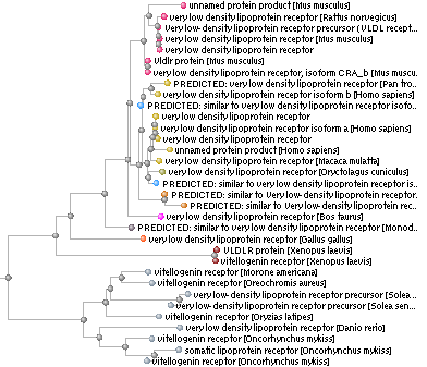 NCBI BLAST: partial results in tree form.