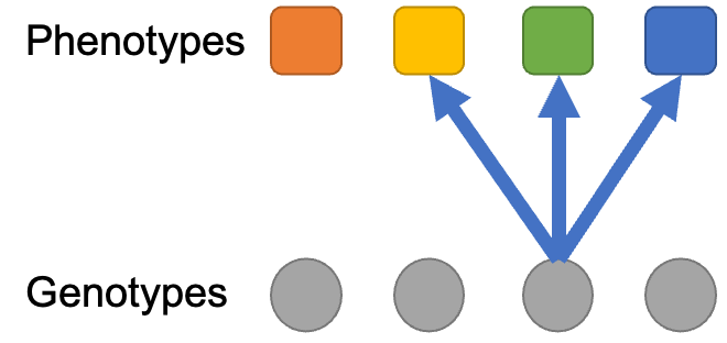 Source schematic with one genetic factor pointing to multiple phenotypes