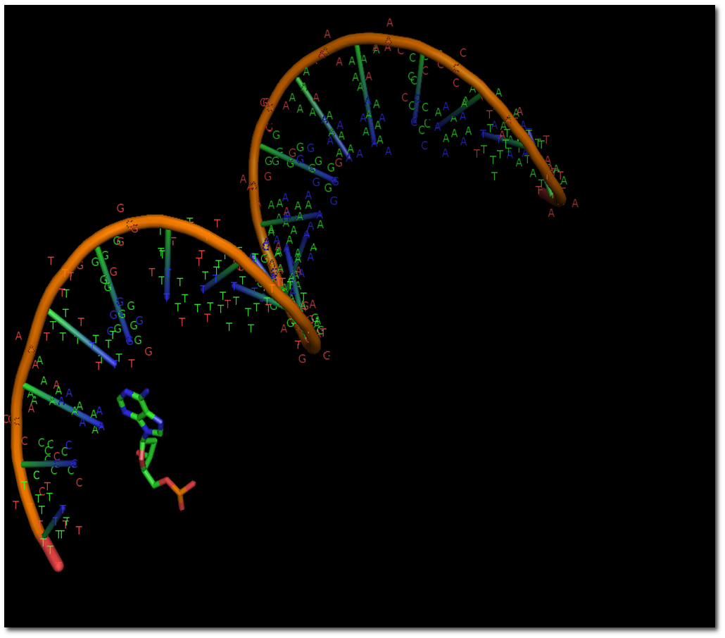 DNA