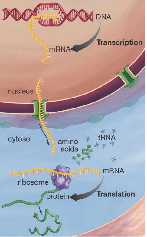 The central dogma