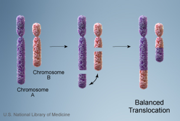 NLM figure shows an exchange of segments between two chromosomes.