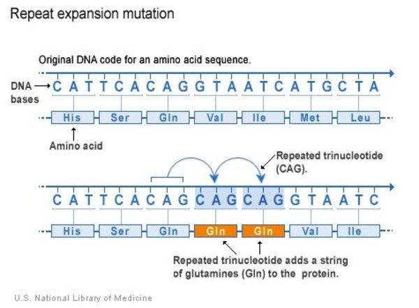 NLM diagram shows CAG repeat expansion lengthening a glutamine tract.