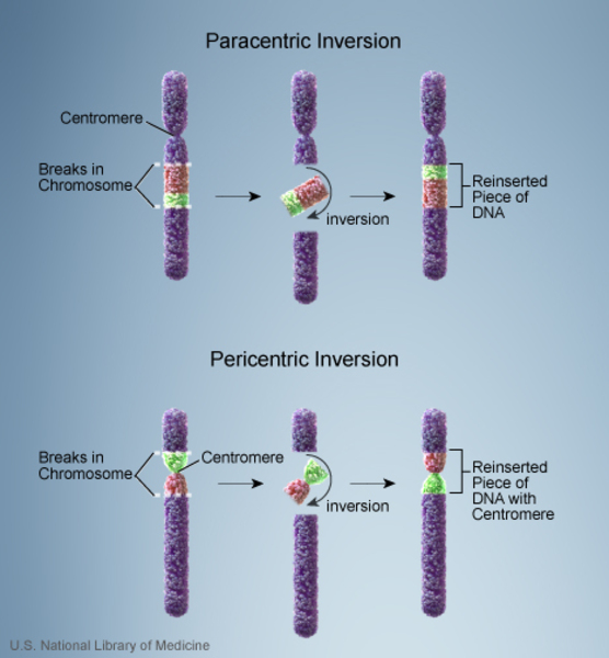 NLM diagrams compare inversions excluding and including the centromere.