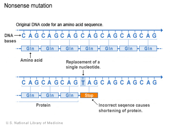 NLM diagram shows a glutamine codon replaced by a stop codon.