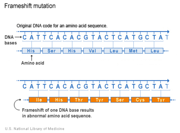 NLM diagram shows how losing one base changes grouping of downstream codons.