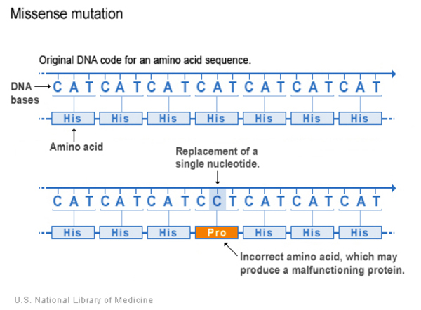 NLM diagram shows a base substitution changing one amino acid.