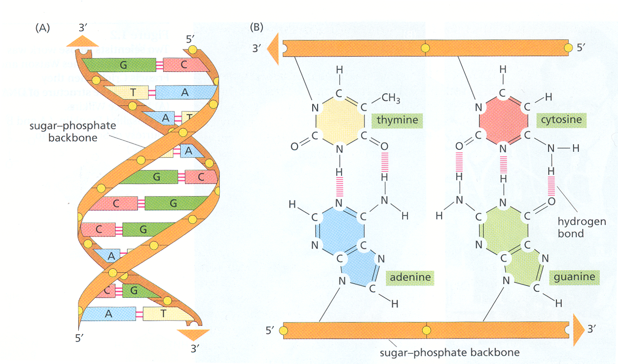 DNA structure