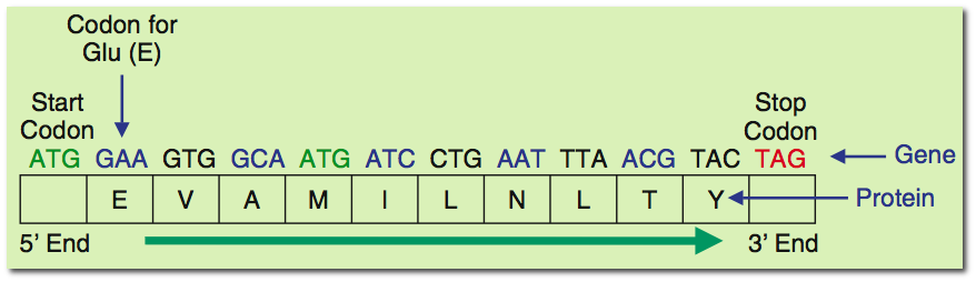 The Central Dogma