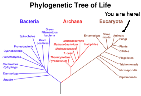 Phylogenetic Tree of Life, with a 'You are here!' tag on the Eucaryota branch