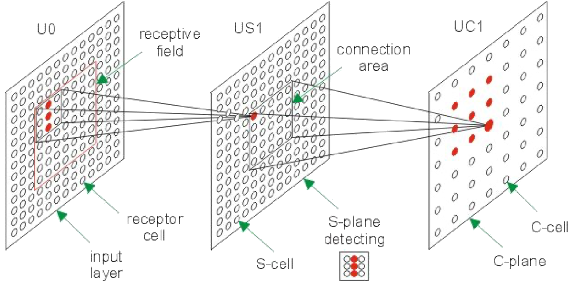s-layer