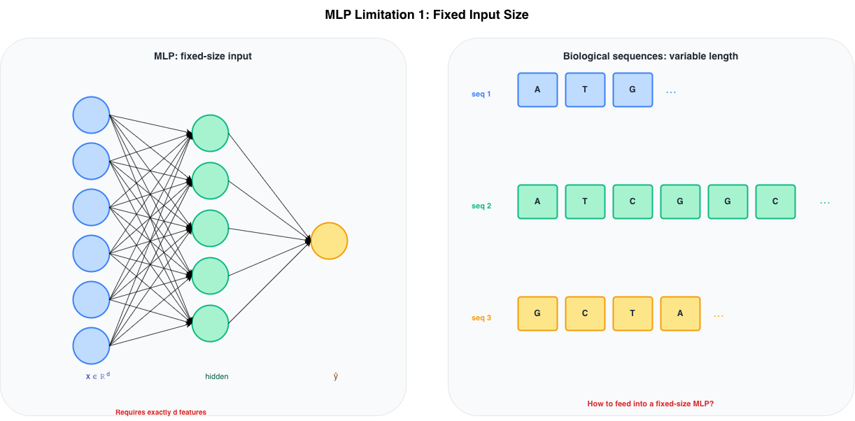 MLP fixed input vs variable-length biological sequences